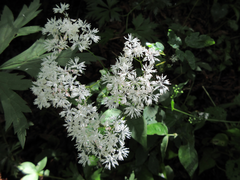 Thalictrum filamentosum