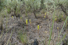 Orthocarpus barbatus