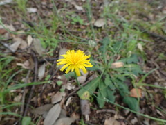 Hypochaeris radicata