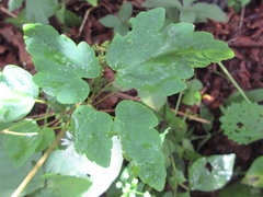 Thalictrum filamentosum