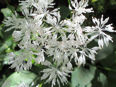 Thalictrum filamentosum