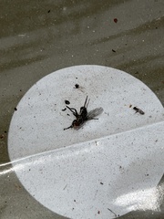 Diptera