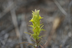 Orthocarpus barbatus