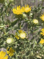 Grindelia nana