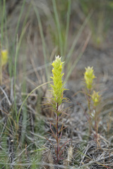 Orthocarpus barbatus