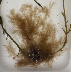Ceramium secundatum