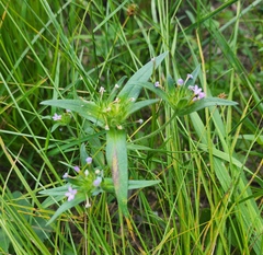 Collomia linearis