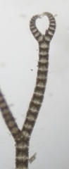 Ceramium secundatum