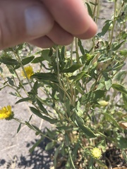 Grindelia nana