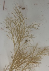 Ceramium secundatum