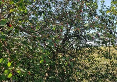 Amelanchier cusickii
