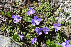 Primula reptans