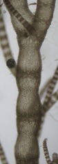 Ceramium secundatum