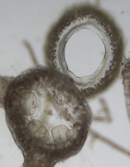 Ceramium secundatum