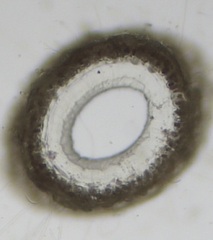 Ceramium secundatum