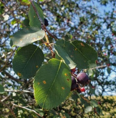 Amelanchier cusickii