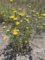 Grindelia nana