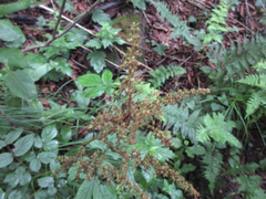 Astilbe rubra