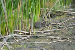 Xanthocephalus xanthocephalus