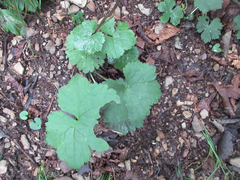 Aconitum pseudolaeve