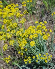 Bupleurum sibiricum