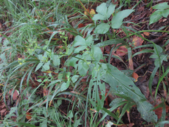 Bupleurum longeradiatum