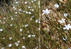 Prismatocarpus campanuloides