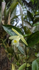 Sobralia macrophylla