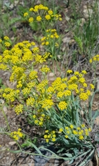Bupleurum sibiricum