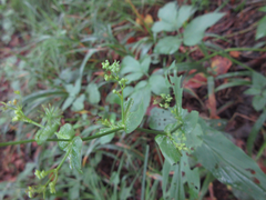 Bupleurum longeradiatum
