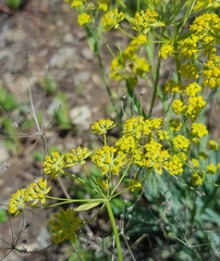 Bupleurum sibiricum