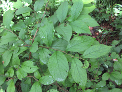 Symplocos sawafutagi