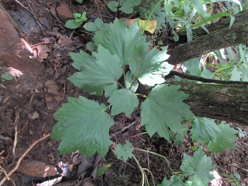 Ainsliaea acerifolia iNat (3)