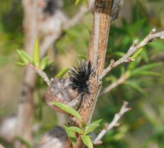 Septobasidium clelandii