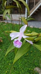 Sobralia rosea