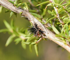 Septobasidium clelandii