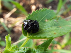 Parorectis rugosa