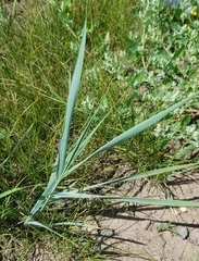 Leymus chinensis