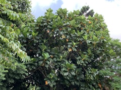 Artocarpus treculianus