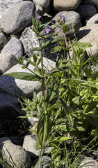 Epilobium glandulosum