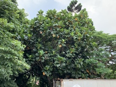 Artocarpus treculianus