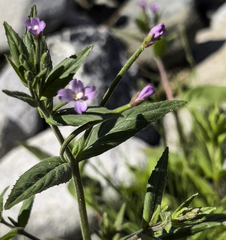 Epilobium glandulosum