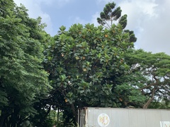 Artocarpus treculianus