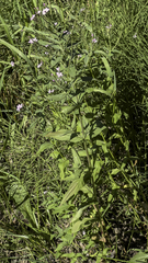 Epilobium glandulosum