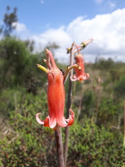 Cotyledon orbiculata oblonga