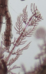 Antithamnion hubbsii