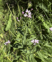 Epilobium glandulosum