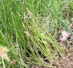 Eleocharis albida