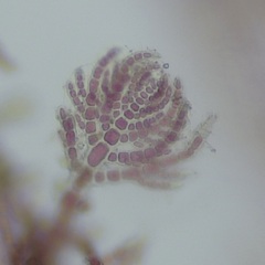 Antithamnion hubbsii