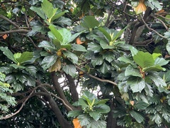 Artocarpus treculianus